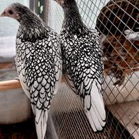 Sebright argento galline galli PURE