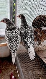 Sebright argento galline galli PURE