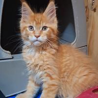 Cucciola Maine Coon con Pedigree