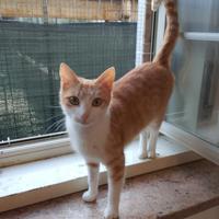 Bambolina gattina 18 mesi