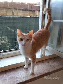 Bambolina gattina 18 mesi