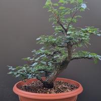 bonsai olmo