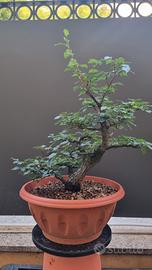 bonsai olmo