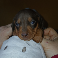 Bassotto tedesco cucciolo