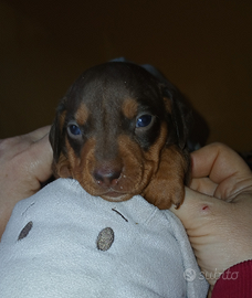 Bassotto tedesco cucciolo