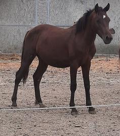 Puledro