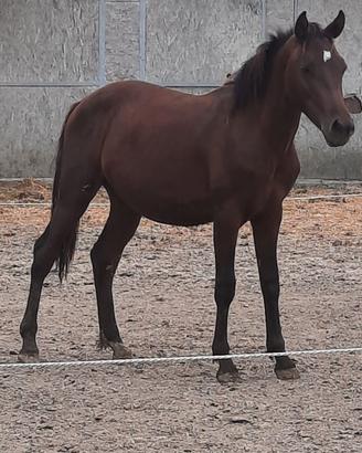 Puledro