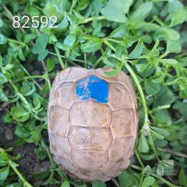 T. marginata ALBINO caram. T+ BABY cb 2024 (2592)