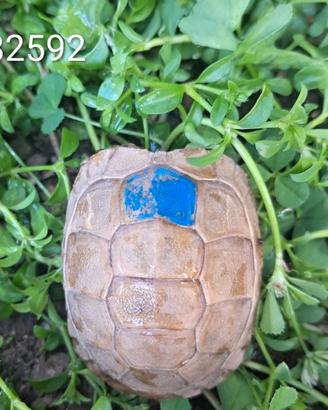 T. marginata ALBINO caram. T+ BABY cb 2024 (2592)