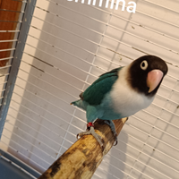 Inseparabile personata blu cobalto