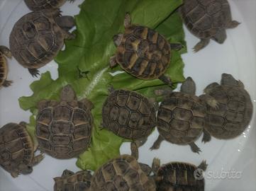 Tartarughe