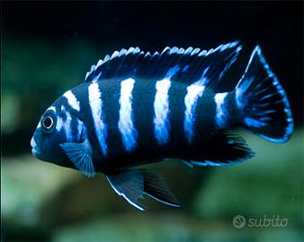 Pesci ciclidi demasoni