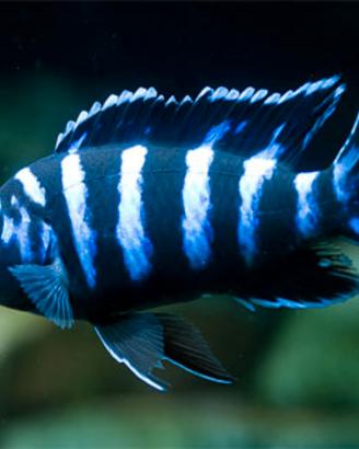Pesci ciclidi demasoni