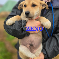 Zeno cucciolo di tre mesi
