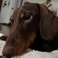 Bassotto nano kaninchen