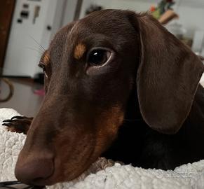 Bassotto nano kaninchen