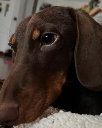 Bassotto nano kaninchen