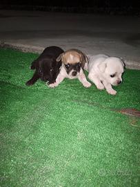Cuccioli chihuahua