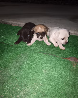 Cuccioli chihuahua