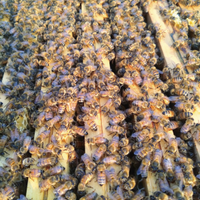 Nuclei api ligustica