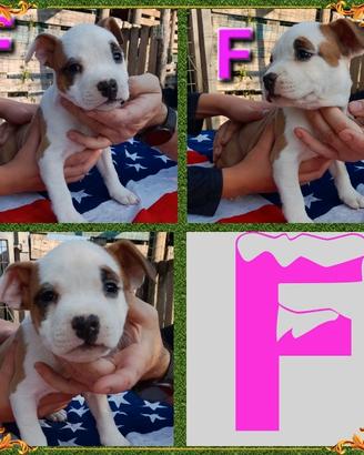 Cuccioli amstaff