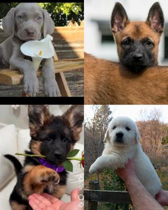 accessori x cuccioli di razza con pedigree 