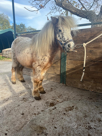 Pony falabella
