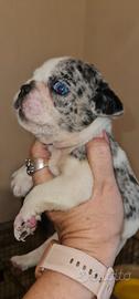 Cuccioli di Bulldog Francese