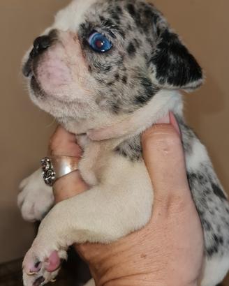 Cuccioli di Bulldog Francese