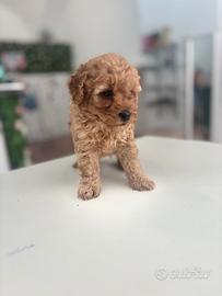Barboncino toy