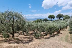 Oliveto collinare panoramico + bosco