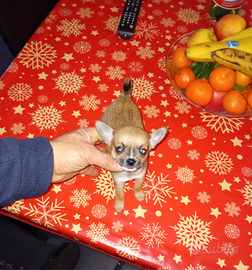 Micro chihuahua mini toy maschio