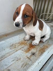 CUCCIOLI DI CANE