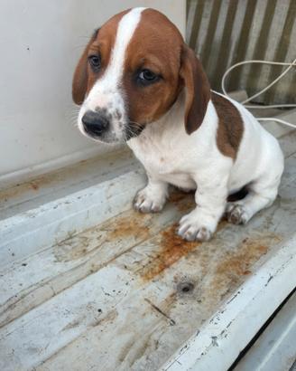 CUCCIOLI DI CANE