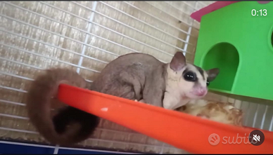 Petauro dello zucchero