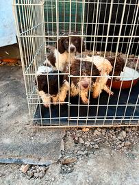 Cuccioli di Lagotto