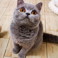 Cuccioli di British Shorthair alta qualità