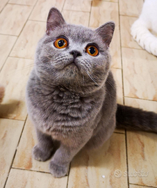 Cuccioli di British Shorthair alta qualità