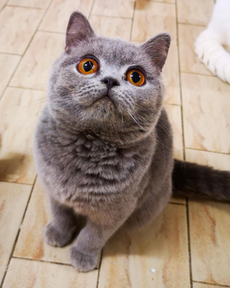 Cuccioli di British Shorthair alta qualità
