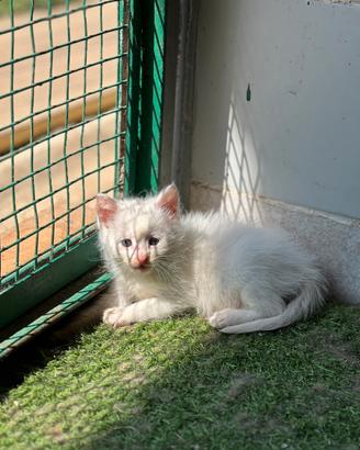 Cucciolo gatto gattina