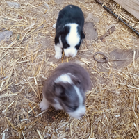 Incrocio border collie