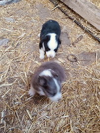 Incrocio border collie