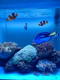 Pesci per acquario marino