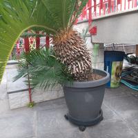 Cycas Revoluta maschio