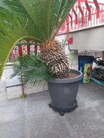 Cycas Revoluta maschio