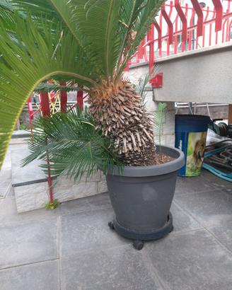 Cycas Revoluta maschio