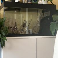 Acquario nuovo portata 250L