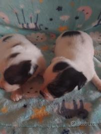 Cuccioli di Jack russell