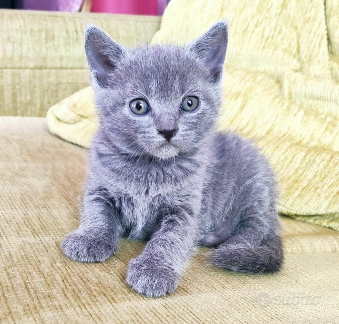 Cuccioli di certosino - Animali In vendita a Verona