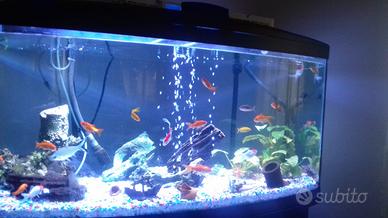 Cayman 110 Scenic  300 litri